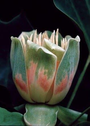 Close up image of a tulip-shaped flower from the Liriodendron tulipifera or Tulip Tree.