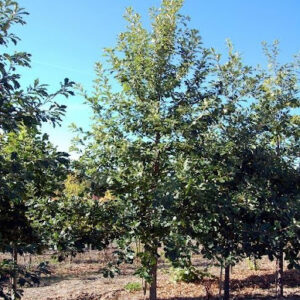 Quercus bicolor or Swamp White Oak tree.