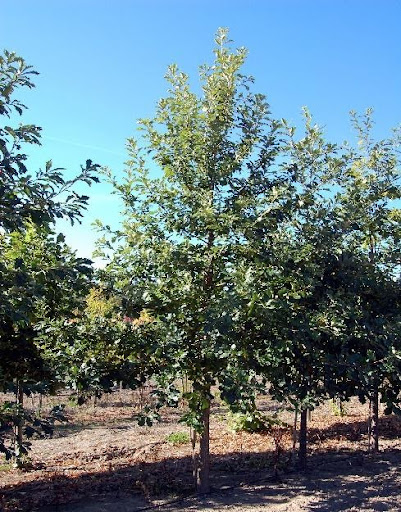 Image of a Quercus bicolor or Swamp White Oak tree.