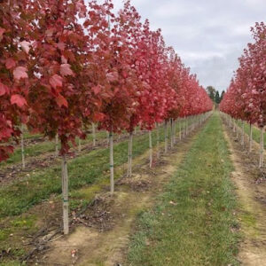 Rows of Acer rubrum 'October Glory' Maple trees.