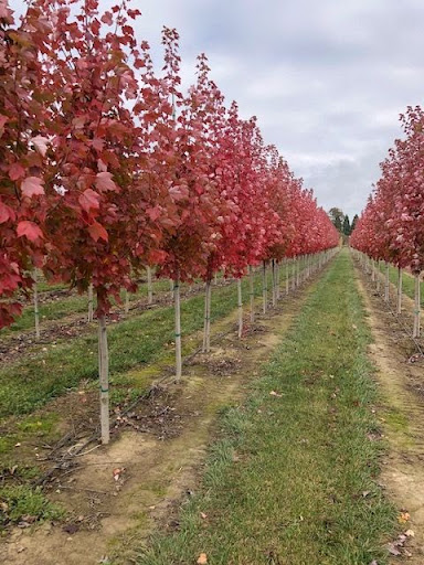 Image of rows of Acer rubrum 'October Glory' Maple trees.