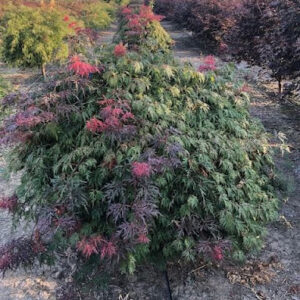 Image of an Orangeola Japanese Maple or Acer palmatum Dissectum 'Orangeola' with green foliage and hues of red and purple.