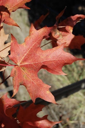 Close up image of a bright red leaf of the Acer saccharum 'Bailsta' or Fall Fiesta Sugar Maple tree.