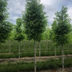 Row of Fraxinus pennsylvanica 'Cimmzam' or Cimmaron® Ash trees.