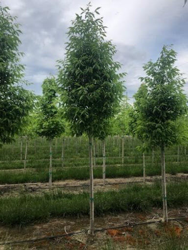 Image of a row of Fraxinus pennsylvanica 'Cimmzam' or Cimmaron® Ash trees.