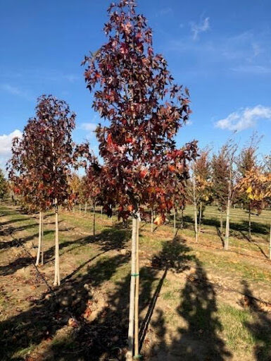 Liquidambar styraciflua 'Moraine' or Moraine Sweetgum tree with purplish-red leaves in the fall.