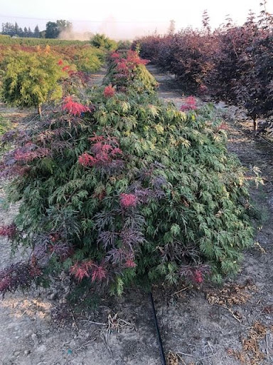 Acer palmatum dissectum ‘Orangeola’ – Orangeola Japanese Maple