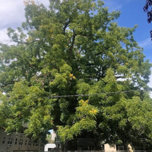 Image of the impressive Juglans nigra or Black Walnut tree.