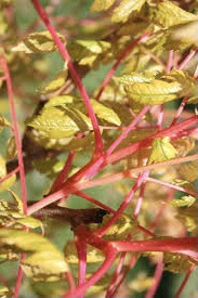 Red twigs of the Koelreutaria paniculata 'Coral Sun' or Coral Sun Rain Tree.