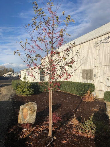 Malus 'Jewelcole' or Red Jewel® Crabapple tree with red and green leaves.