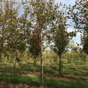 Row of Malus 'Prairiefire' or Prairie Fire Crabapple trees with green foliage.