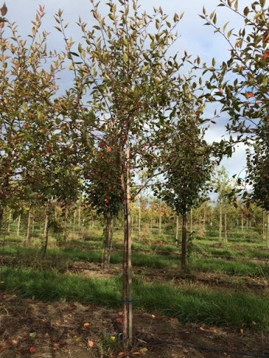 Image of a row of Malus 'Prairiefire' or Prairie Fire Crabapple trees with green foliage.