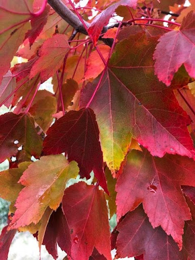 Close up image of brilliant red leaves of the Acer rubrum 'October Glory' Maple tree.