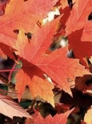 Close up image of a vibrant red leaf from a Acer x freemanii 'Celzam' or Celebration Maple tree.