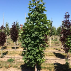 Acer platanoides 'Columnare' (Columnar Norway Maple) tree.