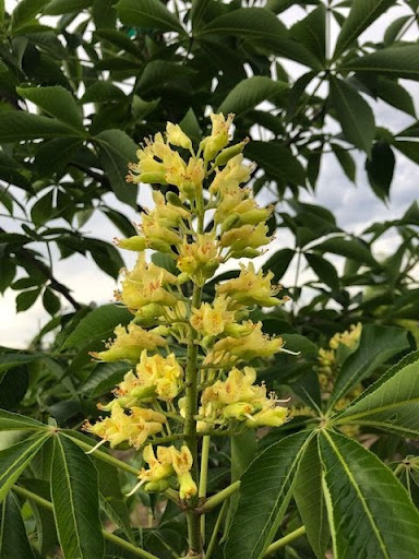 Bright yellow flowers of the Aesculus glabra 'J.N. Select' (Early Glow™ Buckeye) tree.