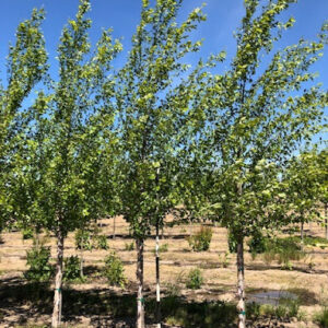 Row of several Betula nigra 'Cully' or Heritage® River Birch trees.