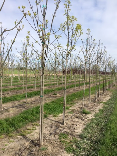 Image of a row of Fraxinus americana 'Junginger' or Autumn Purple® Ash tree with green leaves in spring.