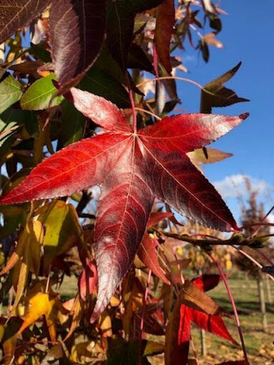 Bright red with dark purple palmate leaf of the Liquidambar styraciflua 'Moraine' or Moraine Sweetgum tree.