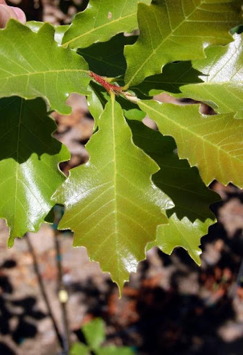 Glossy green leaves of the Quercus bicolor or Swamp White Oak tree.