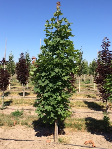 Acer platanoides ‘Columnare’ – Columnar Norway Maple