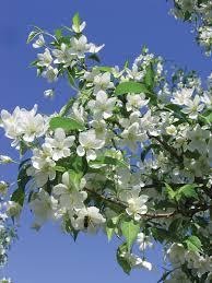 Image of a branch with bright white flowers and green foliage of the Malus x 'Jeflite' or Starlite® Crabapple tree.