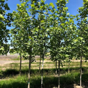 Row of Platanus acerifolia 'Morton Circle' or Exclamation!™ Planetrees with glossy green foliage.
