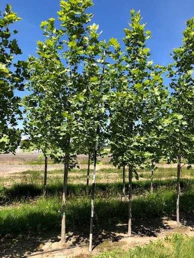 Image of a row of Platanus acerifolia 'Morton Circle' or Exclamation!™ Planetrees with glossy green foliage.
