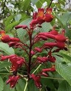 Close up image of the vibrant red flowers of the Aesculus x bushii 'Aaron #1' (Mystic Ruby™ Buckeye) tree.