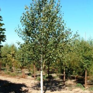 Betula utilis 'Jacquemontii' (Himalayan Birch) tree.