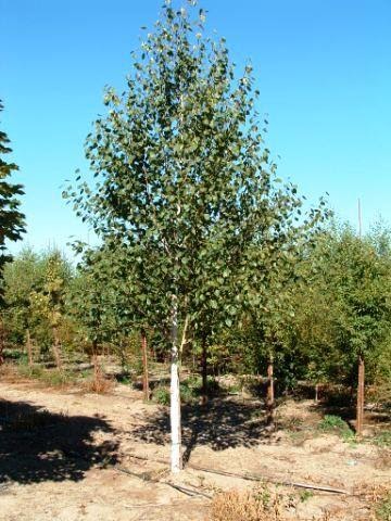 Image of a Betula utilis 'Jacquemontii' (Himalayan Birch) tree.