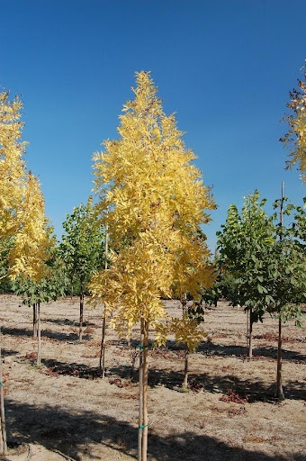 Fraxinus excelsior 'Aureafolia' or Golden Desert Ash tree with brilliant yellow leaves.