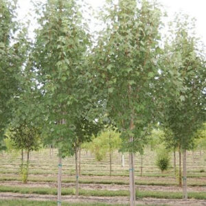 Image of a row of Acer rubrum 'Bowhall' Maple trees with green foliage.