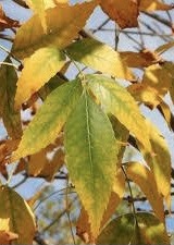 Close up image of yellowish-green leaves of the Fraxinus pennsylvanica 'Patmore' Ash tree.