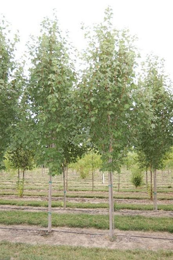 Row of Acer rubrum 'Bowhall' Maple trees with green foliage.