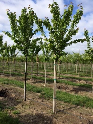 Image of two young Prunus sargentii 'Columnaris' or Columnar Sargent Flowering Cherry tree with glossy green leaves.
