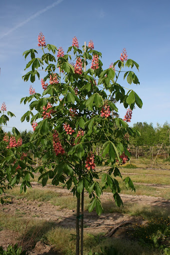 Aesculus x carnea 'Fort McNair' (Fort McNair Red Horse Chestnut) tree in bloom with cone-shaped panicles of bright pink flowers.