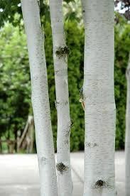 Image of the white bark of several Betula utilis 'Jacquemontii' (Himalayan Birch) trees.