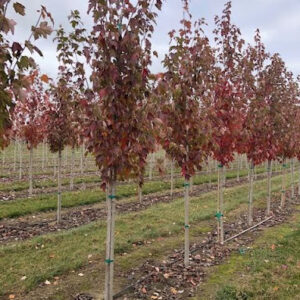 Rows of Acer rubrum 'Franksred' (Red Sunset® Maple) trees.