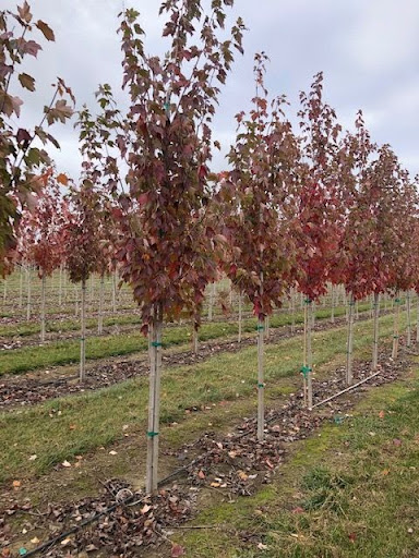 Image of rows of Acer rubrum 'Franksred' (Red Sunset® Maple) trees.