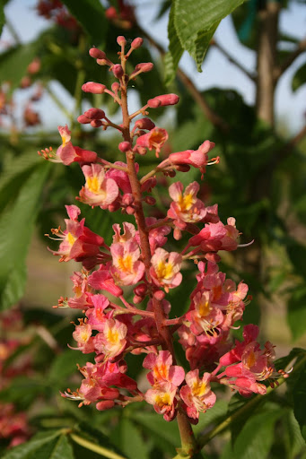 Cone-shaped panicle of bright pink flowers of the Aesculus x carnea 'Fort McNair' (Fort McNair Red Horse Chestnut) tree.