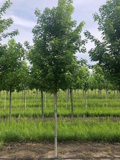 Rows of Acer rubrum 'Sun Valley' trees.