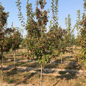Acer tataricum 'GarAnn (Hot Wings® Tatarian Maple) trees.