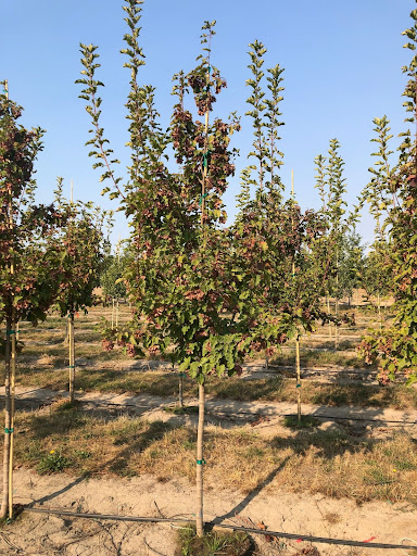 Image of Acer tataricum 'GarAnn (Hot Wings® Tatarian Maple) trees.