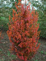 Image of Carpinus caroliniana 'JN Strain'™ or JN Strain Musclewood tree with bright orange/red leaves.