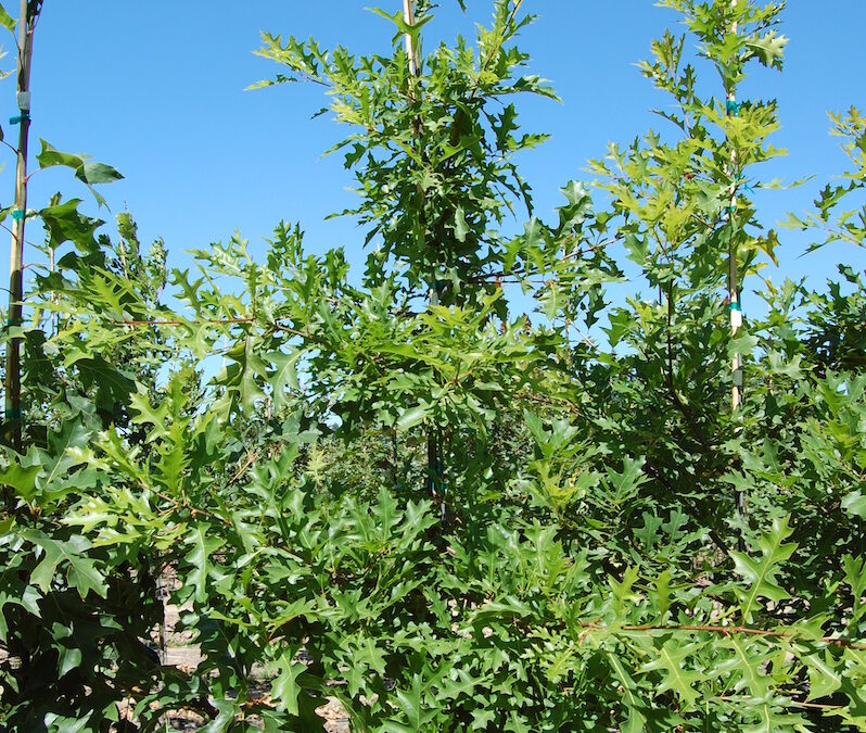 Quercus palustris – Pin Oak