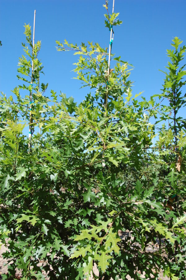 Quercus palustris or Pin Oak trees with glossy green leaves.