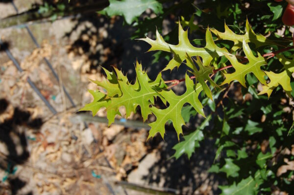 Glossy dark green leaves of the Quercus palustris or Pin Oak tree.