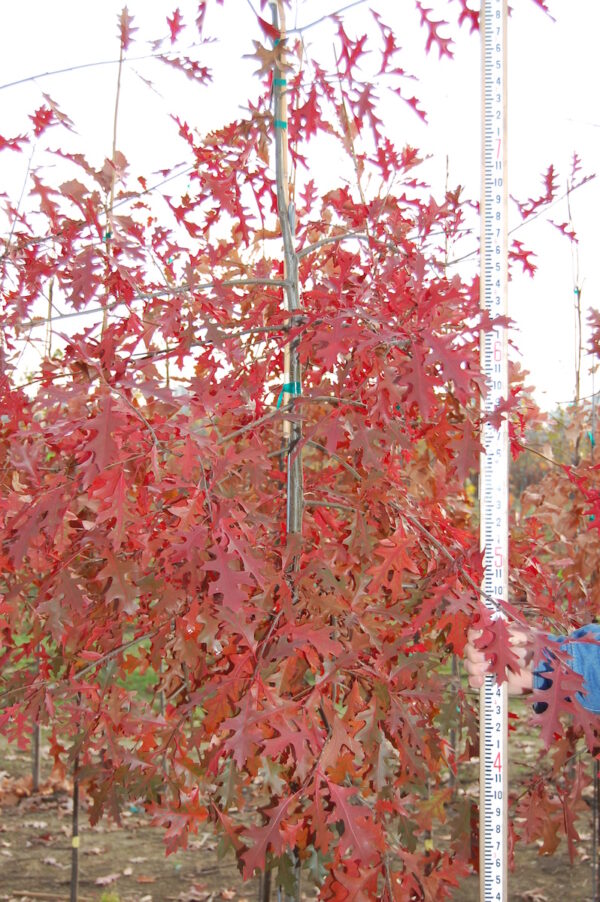 Several Quercus palustris or Pin Oak trees in the fall with lovely red leaves.