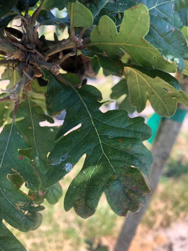 Quercus garryana foliage